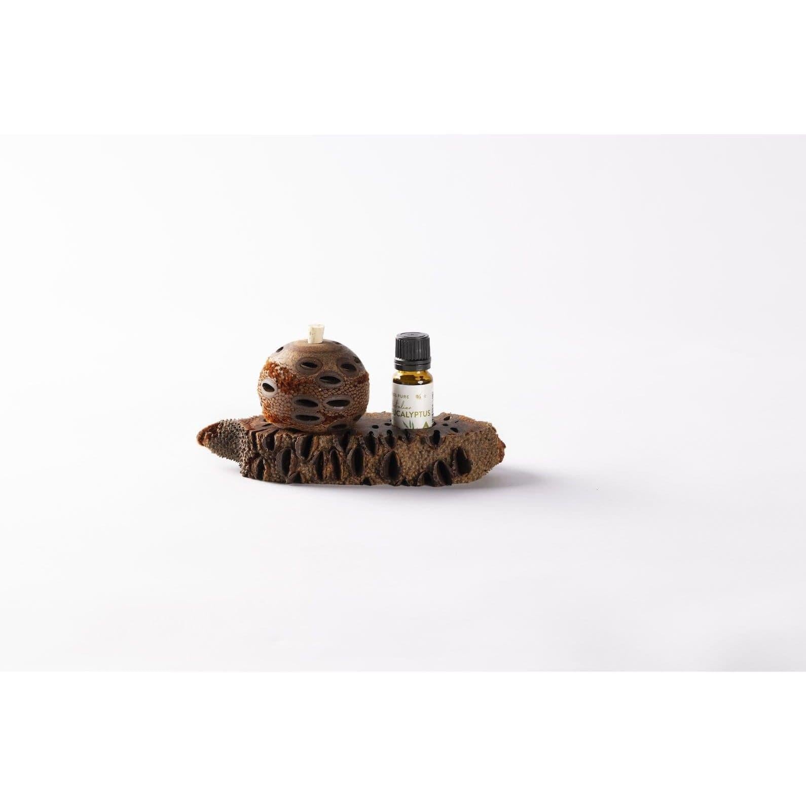 Banksia Seed Essential Oil Stand Banksia Gifts Australia Inspire Me Naturally